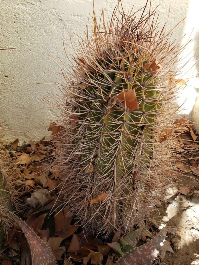 Casa Cactus Cafayate Exterior foto